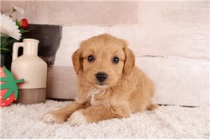 Marley - Aussiedoodle for sale