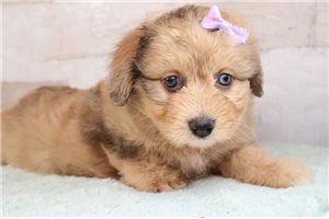 Leah - Aussiedoodle for sale