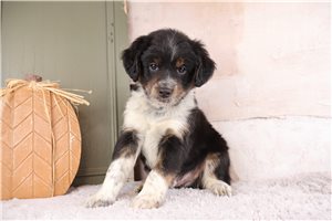 Titan - puppy for sale