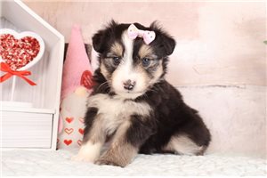 Evelyn - puppy for sale