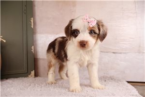 Toffee - puppy for sale