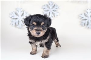 Hayden - puppy for sale
