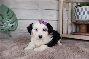 Gwendolyn - Aussiedoodle for sale