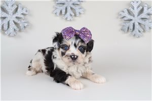 Hailey - puppy for sale