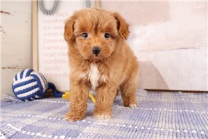 Balto - puppy for sale