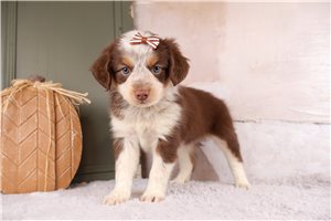 Twinkle - puppy for sale