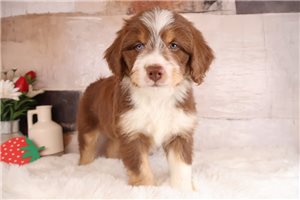 Elmo - Aussiedoodle for sale