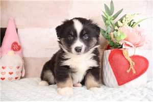 Enzo - puppy for sale