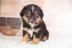Ulysses - Miniature Australian Shepherd for sale
