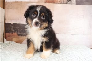 Uriah - puppy for sale