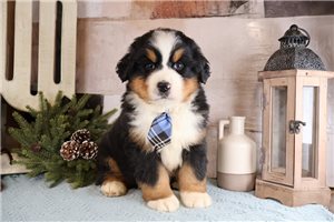 Kroger - Bernese Mountain Dog for sale