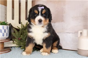 Kourtney - Bernese Mountain Dog for sale