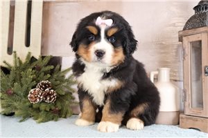 Kyra - Bernese Mountain Dog for sale