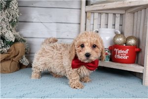 Van - Bich-Poo - Bichpoo for sale