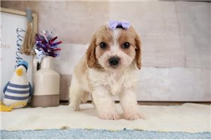 Jessica - Cavapoo for sale
