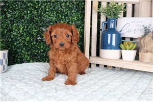 Dominic - puppy for sale