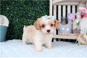 Aaliyah - puppy for sale