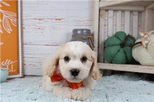 Peter - Cavapoo for sale