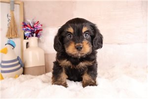 Yukon - puppy for sale