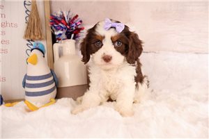 Yuliana - puppy for sale