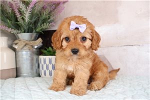 Zadie - Cavapoo for sale
