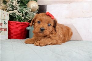 Kamila - Cavapoo for sale