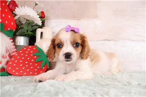 Esmerelda - Cavapoo for sale