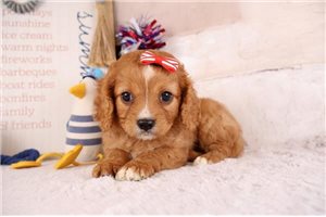 Honey - puppy for sale