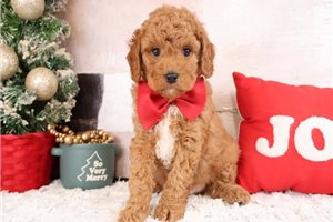 Chance - Cavapoo for sale