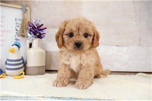 Julian - puppy for sale