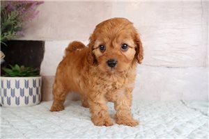 Zavier - puppy for sale