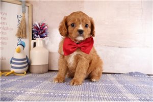 Tatum - puppy for sale