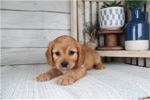Gage - Cavapoo for sale