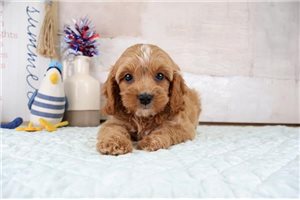 Isaiah - Cavapoo for sale
