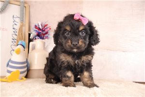 Regina - Cavapoo for sale