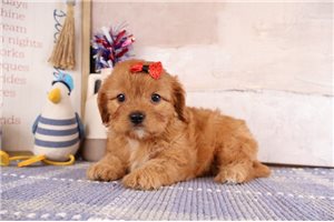 Taylor - puppy for sale