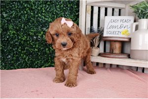 Leona - puppy for sale