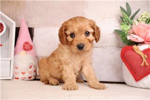 Edgar - Cavapoo for sale