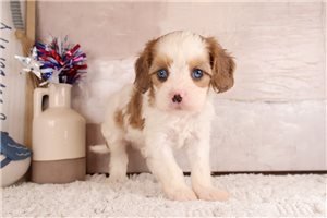 Nate - Cavapoo for sale