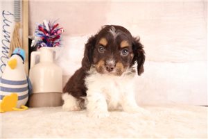 Reginald - puppy for sale