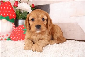 Melvin - puppy for sale