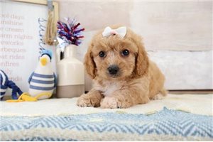 Jenny - puppy for sale