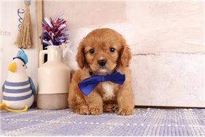 Tater - puppy for sale