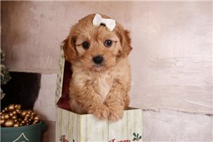 Kehlani - puppy for sale