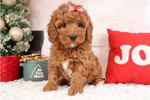 Celine - Cavapoo for sale