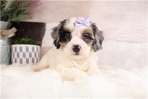 Olive - Cavapoo for sale