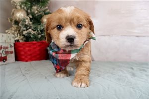 Kohen - Cavapoo for sale
