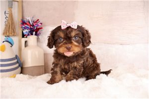 Yumi - puppy for sale