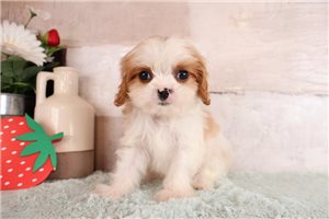 Enzo - puppy for sale