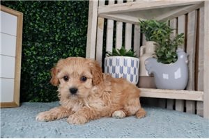Lincoln - Cavapoo for sale